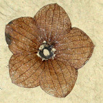 Stonerose's famous Florissantia Quilchenensis fossil (flower from an extinct cocoa tree).