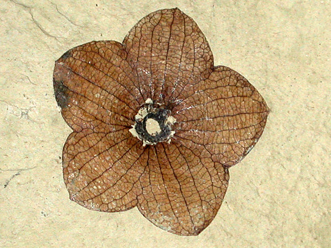 Stonerose's famous Florissantia Quilchenensis fossil (flower from an extinct cocoa tree).
