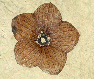 slide-show-fossil-rose